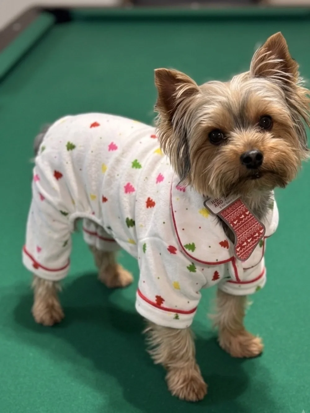 Size XS White Dog Pajamas with Multicolor Trees